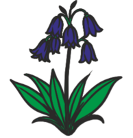Bluebell Kitchens and Interiors logo
