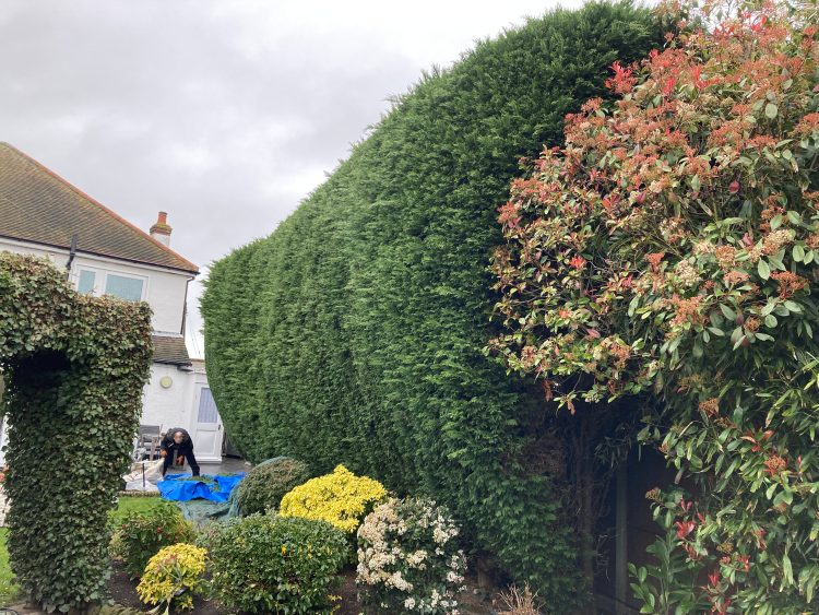 opposite view of hedge prior to any work being done.png