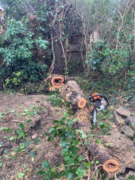 Storm damaged tree showing signs of rot throughout trunk.png
